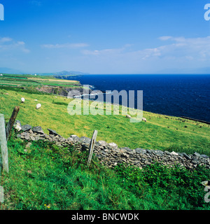 Pecore al pascolo da mare Penisola di Dingle contea di Kerry Irlanda Foto Stock