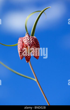 Testa di serpenti fritillary contro un cielo blu Foto Stock