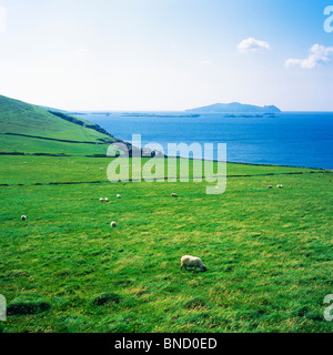 Pecore al pascolo da mare Penisola di Dingle contea di Kerry Irlanda Foto Stock