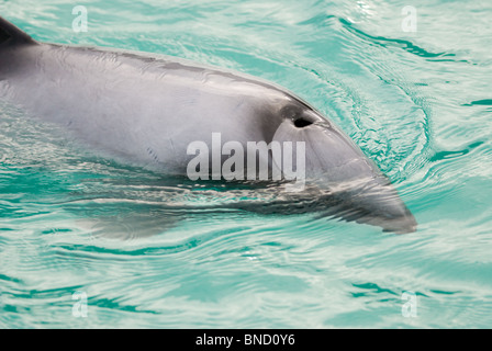 Hector Dolphin Cephalorhynchus hectori Akaroa Nuova Zelanda Foto Stock