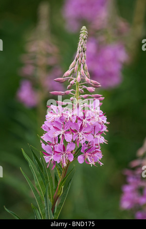 Rose-bay willow herb (Epilobium angustilalium) noto anche come 'Fireweed' Foto Stock