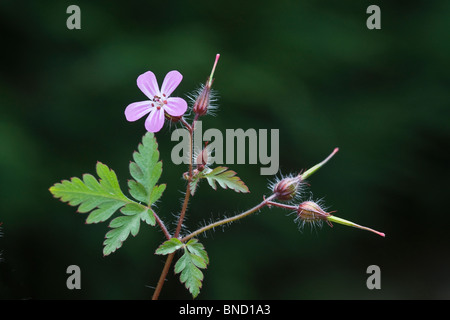 Herb Robert (Geranium robertianum) mostra fiore e teste di seme Foto Stock