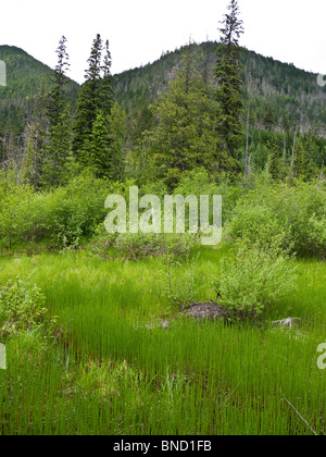 Skunk cavolo Trail è un boadwalk 1.2km attraverso il fondo valle zona umida della palude in Mount Revelstoke National Park BC Canada Foto Stock