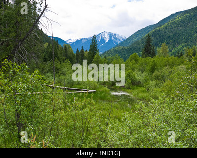 Skunk cavolo Trail è un boadwalk 1.2km attraverso il fondo valle zona umida della palude in Mount Revelstoke National Park BC Canada Foto Stock