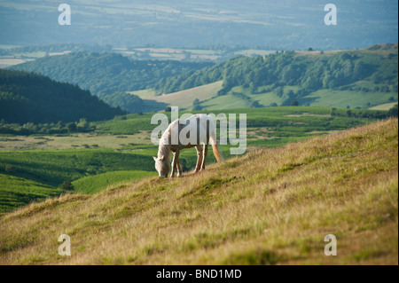 Welsh mountain pony sfiora sul pendio erboso, fieno Bluff, Galles Foto Stock