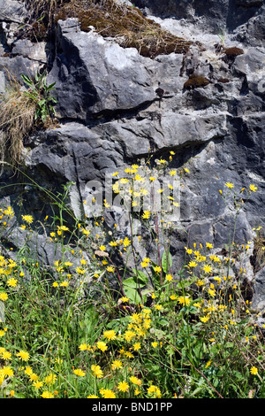 Ruvido Hawk's- Barba Millers Dale Derbyshire Inghilterra Foto Stock