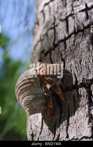 Il Granchio eremita di arrampicarsi su un albero di cocco, Rangiroa, Polinesia Francese Foto Stock