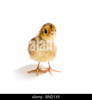 Baby Golden Pheasant. Due giorni pulcino. Isolato su sfondo bianco. Foto Stock