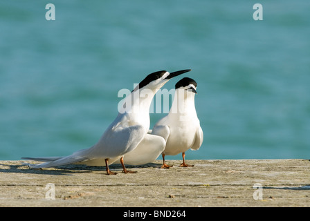 Bianco-fronteggiata Sterne Sterna striata Foto Stock