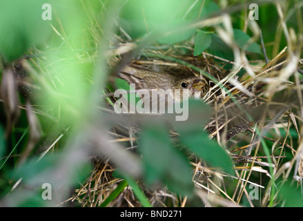 Comune (Rosefinch Carpodacus erythrinus) botole le uova in un nido Foto Stock