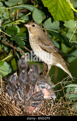 Il nido del Comune (Rosefinch Carpodacus erythrinus) con i nidiacei in una natura selvaggia. Foto Stock