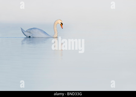 Cigno nuotare nella luce del mattino. Serbatoio di Cheddar,Somerset Foto Stock