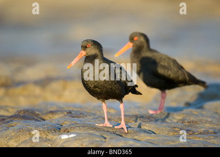 Nuova Zelanda variabile Oystercatcher Haematopus unicolor Foto Stock