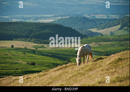 Welsh mountain pony sfiora sul pendio erboso, fieno Bluff, Galles Foto Stock