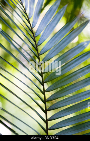 Foglia di Palma Foto Stock