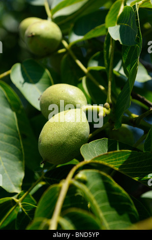 Foto di stock di noci che cresce sull'albero. Foto Stock