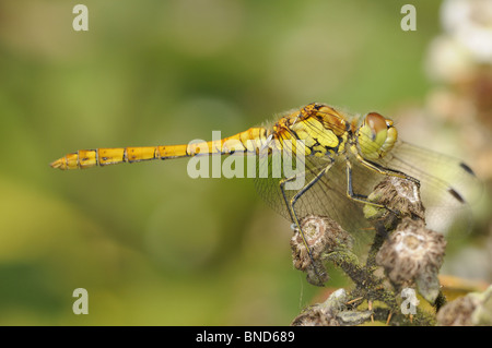 Dragonfly, comune darter, sympetrum striolatum, femmina, a riposo che mostra la testa e occhio particolare, Norfolk, Regno Unito, Luglio Foto Stock