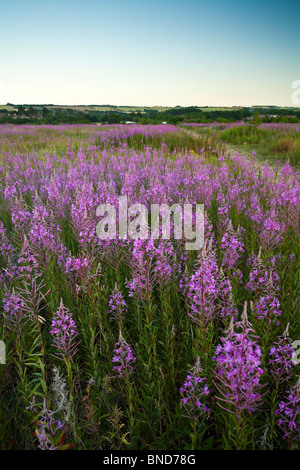 Campo di wildfowers dominato da Rosebay Willowherb o Chamerion Angustifolium vicino Whitchurch in Hampshire REGNO UNITO Foto Stock