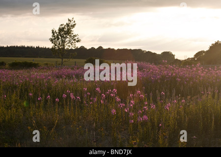 Campo di wildfowers dominato da Rosebay Willowherb o Chamerion Angustifolium vicino Whitchurch in Hampshire REGNO UNITO Foto Stock