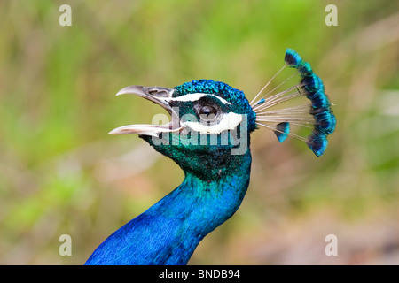 Peacock (Pavo cristatus) chiamando Foto Stock
