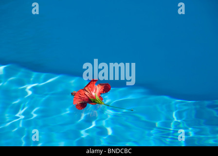 Rosso di fiori di ibisco galleggianti in piscina Foto Stock