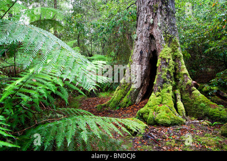 Una bella moss oggetto tree (Nothofagus moorei) in lussureggianti foreste pluviali temperate, Barrington Tops National Park, Australia Foto Stock