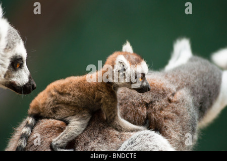 Anello Baby tailed Lemur sulla madre del back Foto Stock