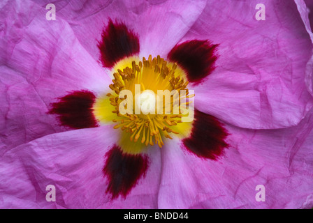 Cistus Purpureus Foto Stock