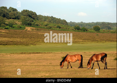 Vista la nuova foresta, Hampshire. Regno Unito. Foto Stock