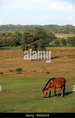 Vista la nuova foresta, Hampshire. Regno Unito. Foto Stock