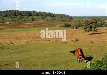 Vista la nuova foresta, Hampshire. Regno Unito. Foto Stock