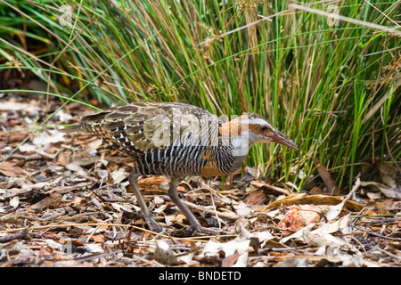 Buff-nastrare rampa (Gallirallus philippensis), Australia Foto Stock