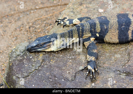 Monitor di pizzo (Varanus varius) su una roccia, Australia Foto Stock