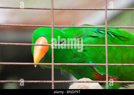 Eclectus Parrot (Eclectus roratus) in una gabbia Foto Stock