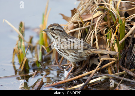 Song Sparrow appollaiato in una palude Foto Stock