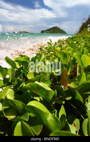 Anse de Sables Beach - Saint Lucia Foto Stock