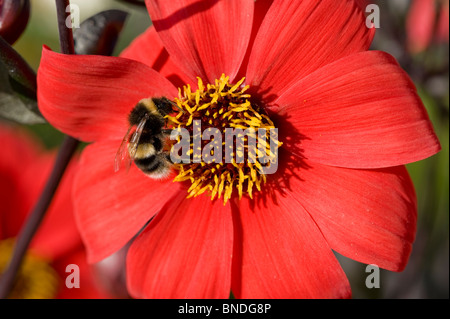 Bumble Bee alimentazione su Dahlia Foto Stock