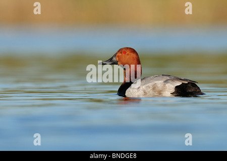 Pochard comune (Aythya ferina), maschio. Foto Stock