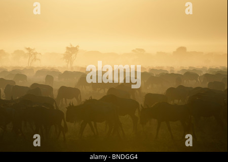 Gnu migrazione, ecosistema Serengeti, Tanzania Foto Stock