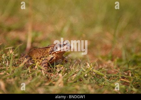 Rana comune (Rana temporaria) in erba Foto Stock