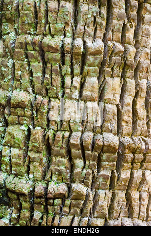 Dettaglio della corteccia su un Cabbage Tree Palm, Livistona australis, Australia Foto Stock