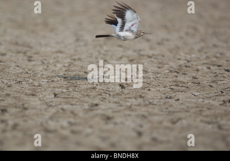 Maggiore Upupa Lark Alaemon alaudipes Little Rann di khachch Gujrat India Foto Stock