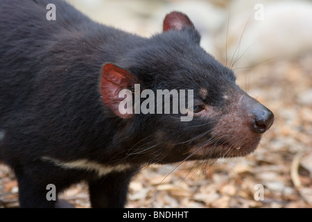 Diavolo della Tasmania (Sarcophilus harrisii) Foto Stock