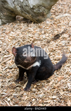 Diavolo della Tasmania (Sarcophilus harrisii) Foto Stock