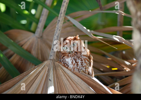 La parte orientale la Civetta è un piccolo orologio notturno, bosco Owl. Ci sono due colori morph, una fase di colore grigio e una di colore bruno rossastro fase Foto Stock
