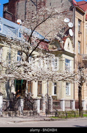 Blooming albero di magnolia davanti a vecchi edifici Foto Stock