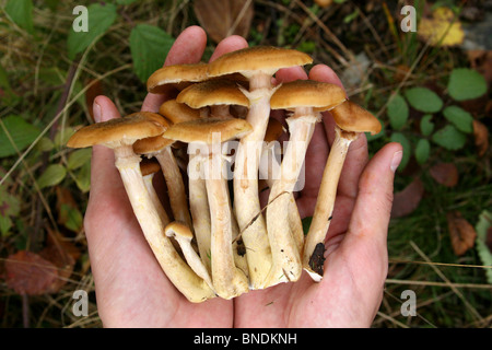 Funghi miele agaric nelle mani Foto Stock