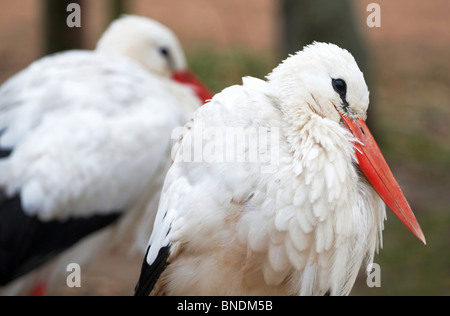 Cicogna bianca closeup Foto Stock