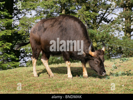 Gaur femmina o il bisonte indiano, Bos gaurus (precedentemente Bibos gauris), Bovinae, Bovidae. Grandi bovini asiatici. Foto Stock