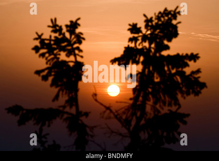 Silhouette di alberi contro il bellissimo tramonto Foto Stock